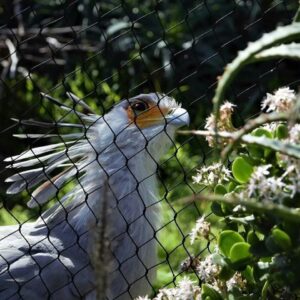 Rope mesh eagle fencing